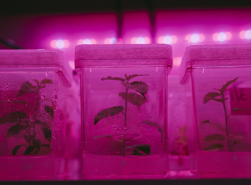 Os dados foram coletados no cultivo em laboratório, com as melhores condições de luz para a fotossíntese — Foto: Living Carbon / Divulgação