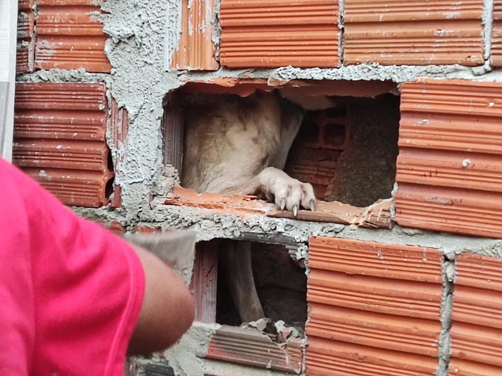 Bombeiros quebraram a parede de uma das residência para retirar o animal. — Foto: Corpo de Bombeiros/ Divulgação 