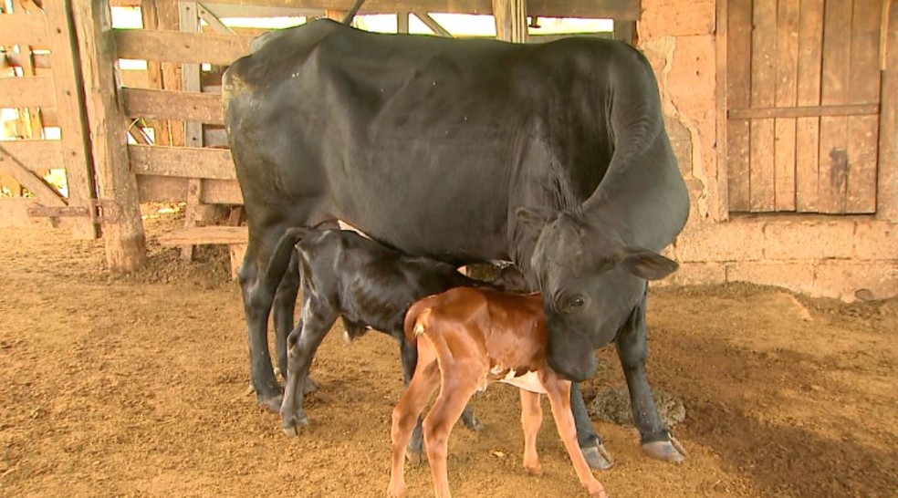 A vaca Negrinha cuida com carinho do casal de filhotes gêmeos recém-nascidos, em Pedregulho (SP). — Foto: Valdinei Malaguti/EPTV