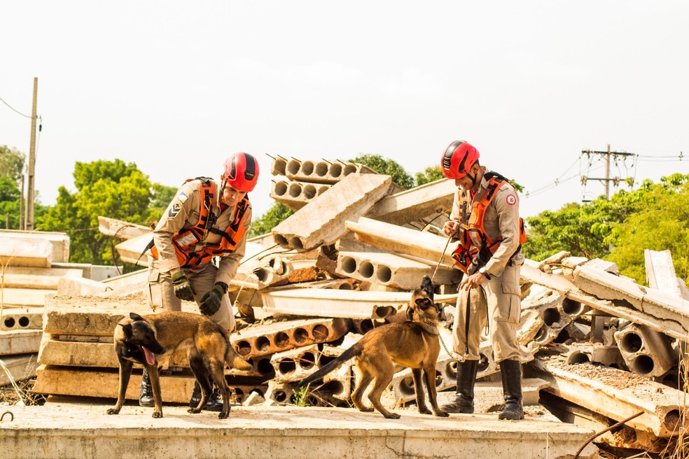 Três cães estão sendo treinados pelos bombeiros — Foto: Luiz Henrique Machado/Corpo de Bombeiros