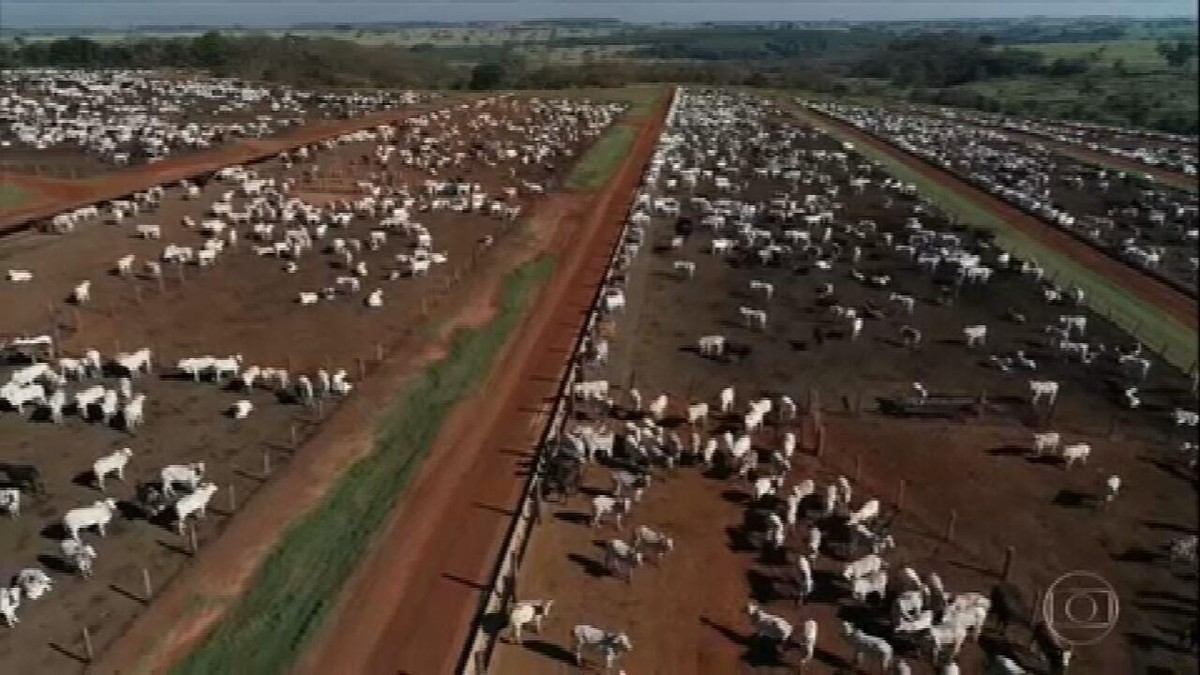 Conheça um confinamento de gado que investe em tecnologia para produzir melhor thumbnail
