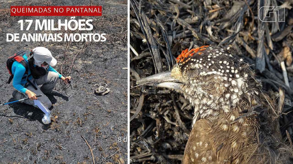 Revista 'Nature' publica estudo brasileiro que estima morte de 17 mil vertebrados por queimadas no Pantanal