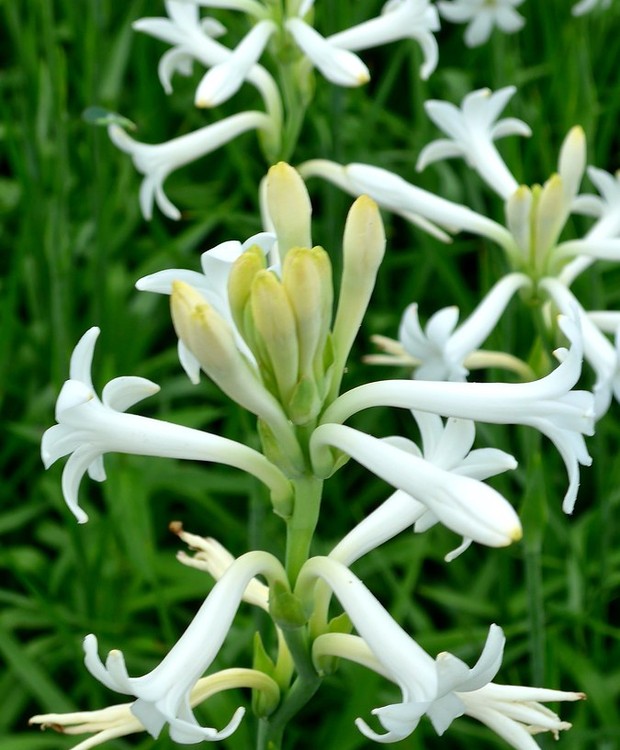 Flor de tuberosa: como cultivar a espécie perfumada - Casa e Jardim |  Plantas