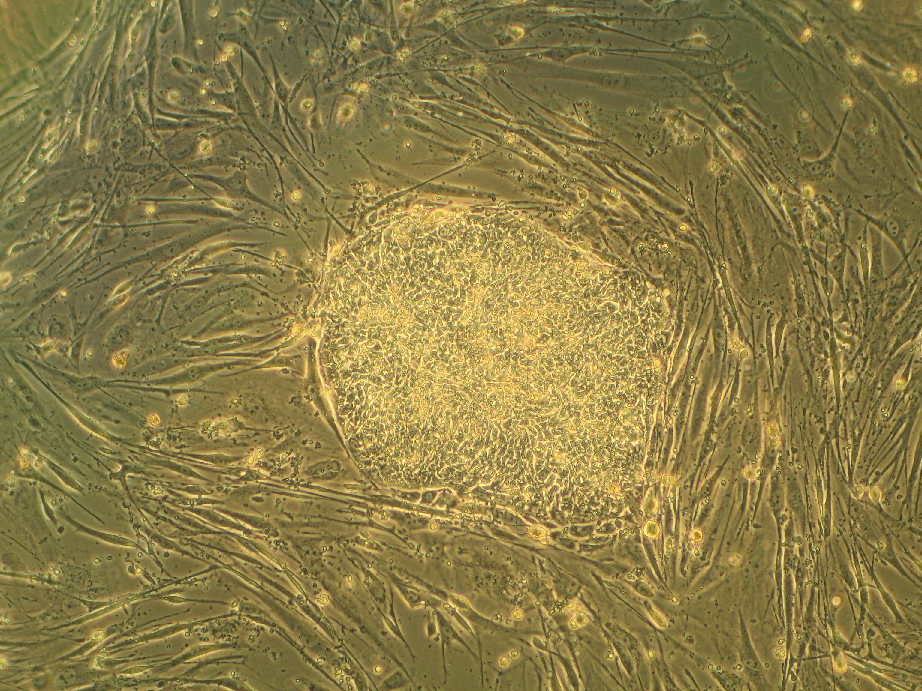  célula-tronco (Foto: wikimedia commons)