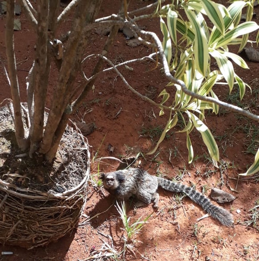 Sagui resgatado pela PM Ambiental; animal estava com a pata quebrada — Foto: PMDF/Divulgação