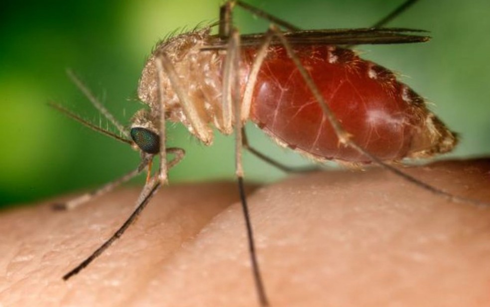 Febre do Nilo é uma doença causada por um vírus do gênero 'Flavivírus' e transmitida pela picada de mosquitos Culex (Foto: Wikimedia Commons)