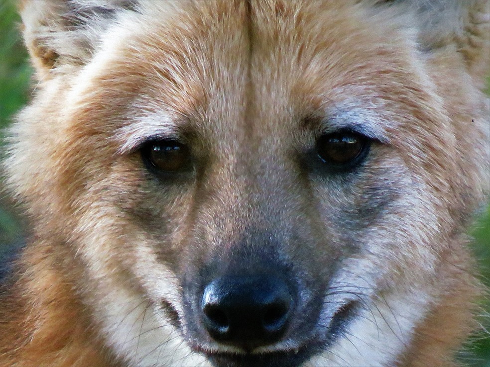 "Máscara negra" da face do lobo-guará é um dos elementos utilizados para distinguir os indivíduos  — Foto: Thiago Mesquita/VC no TG