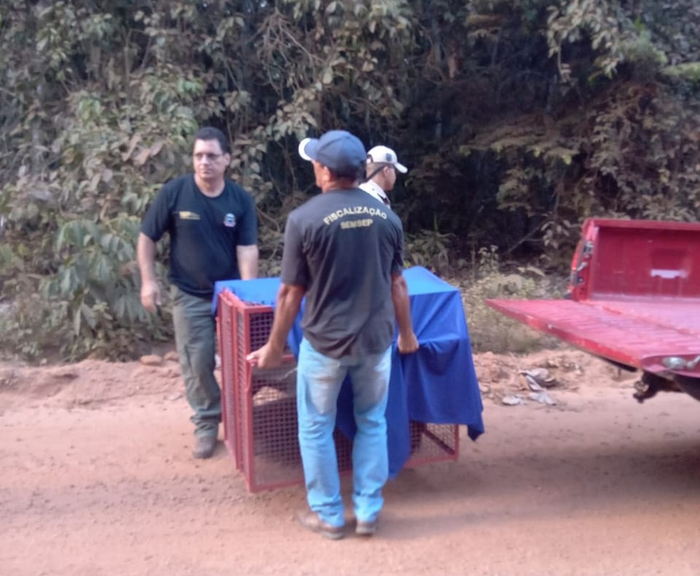 Equipes do NIF e Corpo de Bombeiros fizeram o resgate do tamanduá e o levaram para uma área de mata — Foto: NIF/Divulgação