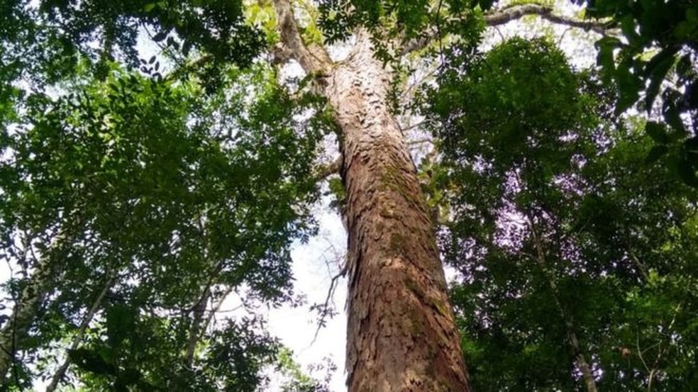 A mais alta das árvores gigantes da Amazônia está dentro de uma unidade de conservação estadual de uso sustentável, a Floresta Estadual do Parú (PA) — Foto: Divulgação/Jhonathan dos Santos