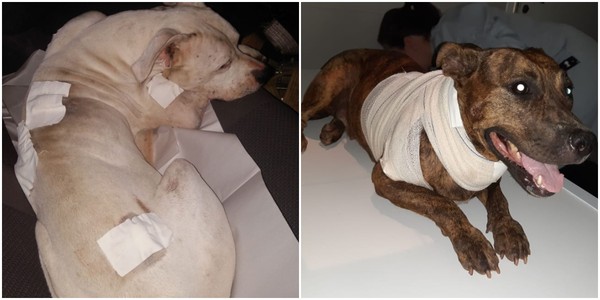 Casal De Pit Bulls Sobrevive Apos Ser Esfaqueado E Jogado Em Praia De Sp Santos E Regiao G1