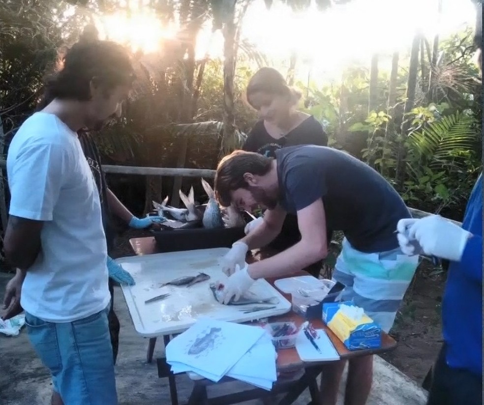 Pescado da foz do Rio Doce ainda está contaminado com metais pesados, diz estudo
