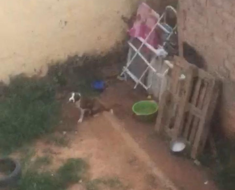 Cachorro foi deixado na chuva e sol no quintal de casa — Foto: Arquivo pessoal