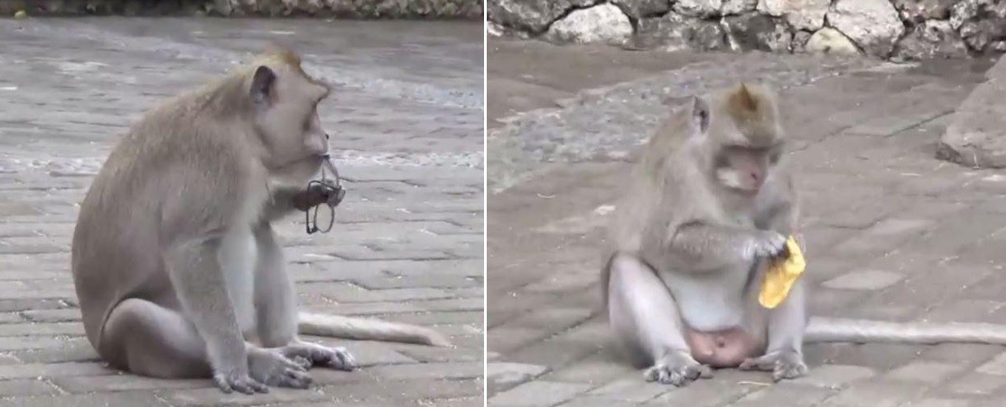 Macaco com óculos roubados e resgate
