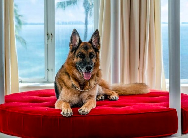 Gunther VI, considerado o cão mais rico do mundo (Foto: Divulgação / The Assouline Team at Compass)