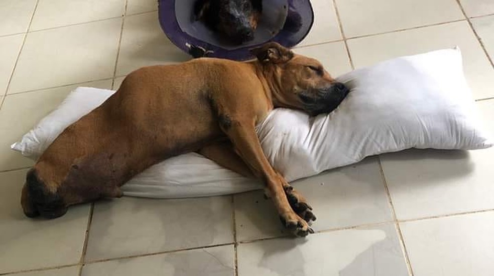 Homem viaja do RN a SP para adotar cão que teve duas patas amputadas após  atropelamento: 'Me sinto realizado' | Rio Grande do Norte | G1