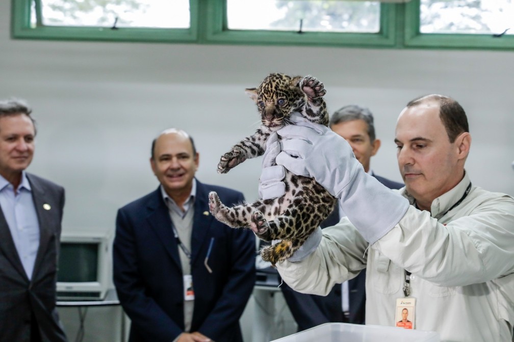 Oncinhas foram apresentadas na quinta-feira (27) — Foto: Kiko Sierich/Divulgação