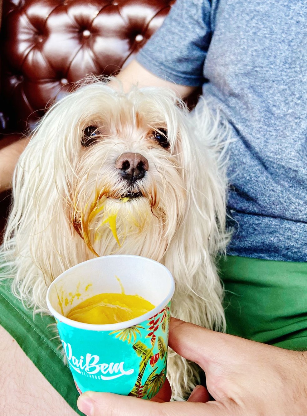 Pet ganha sorvete canino no DF — Foto: Divulgação
