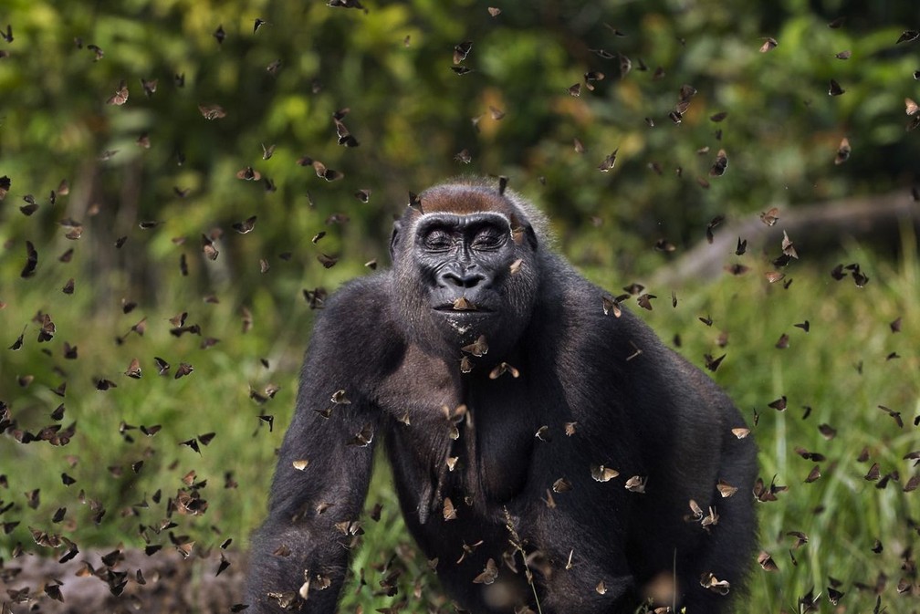 Gorila das planícies do oeste 'Malui' caminhando entre uma nuvem de borboletas em um bai. Bai Hokou, Reserva Florestal Especial Densa de Dzanga Sangha, República Centro-Africana. — Foto: Anup Shah / TNC Photo Contest 2021