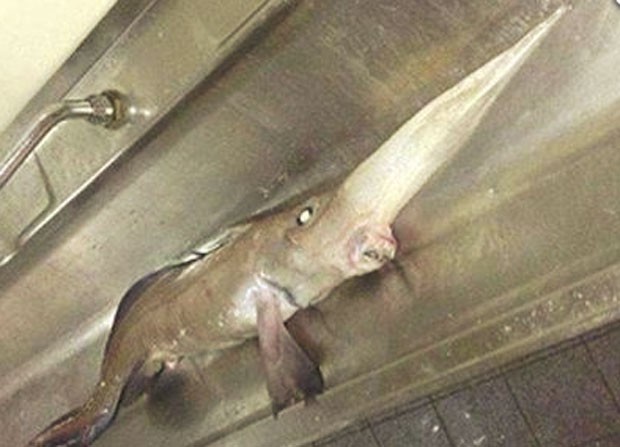 Peixe havia sido apelidado de 'peixe pinóquio' (Foto: Reprodução/Facebook/CBC)