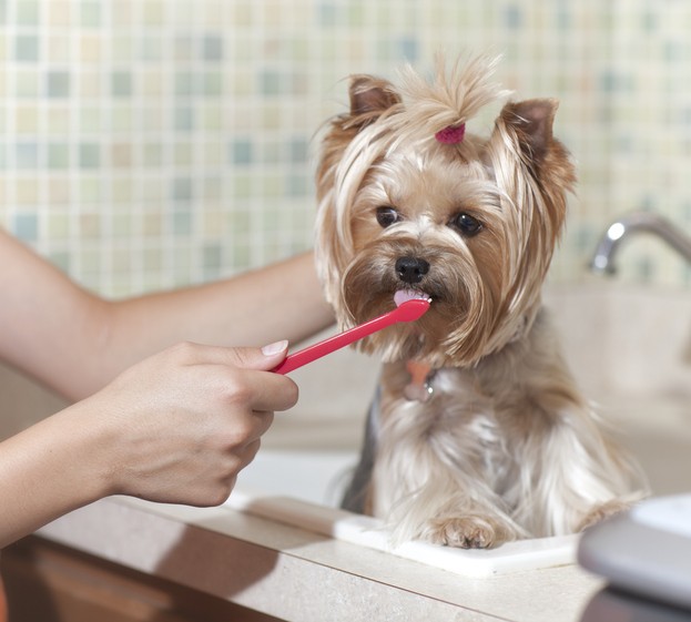 Como cuidar da saúde bucal dos cachorros (Foto: Getty Images)