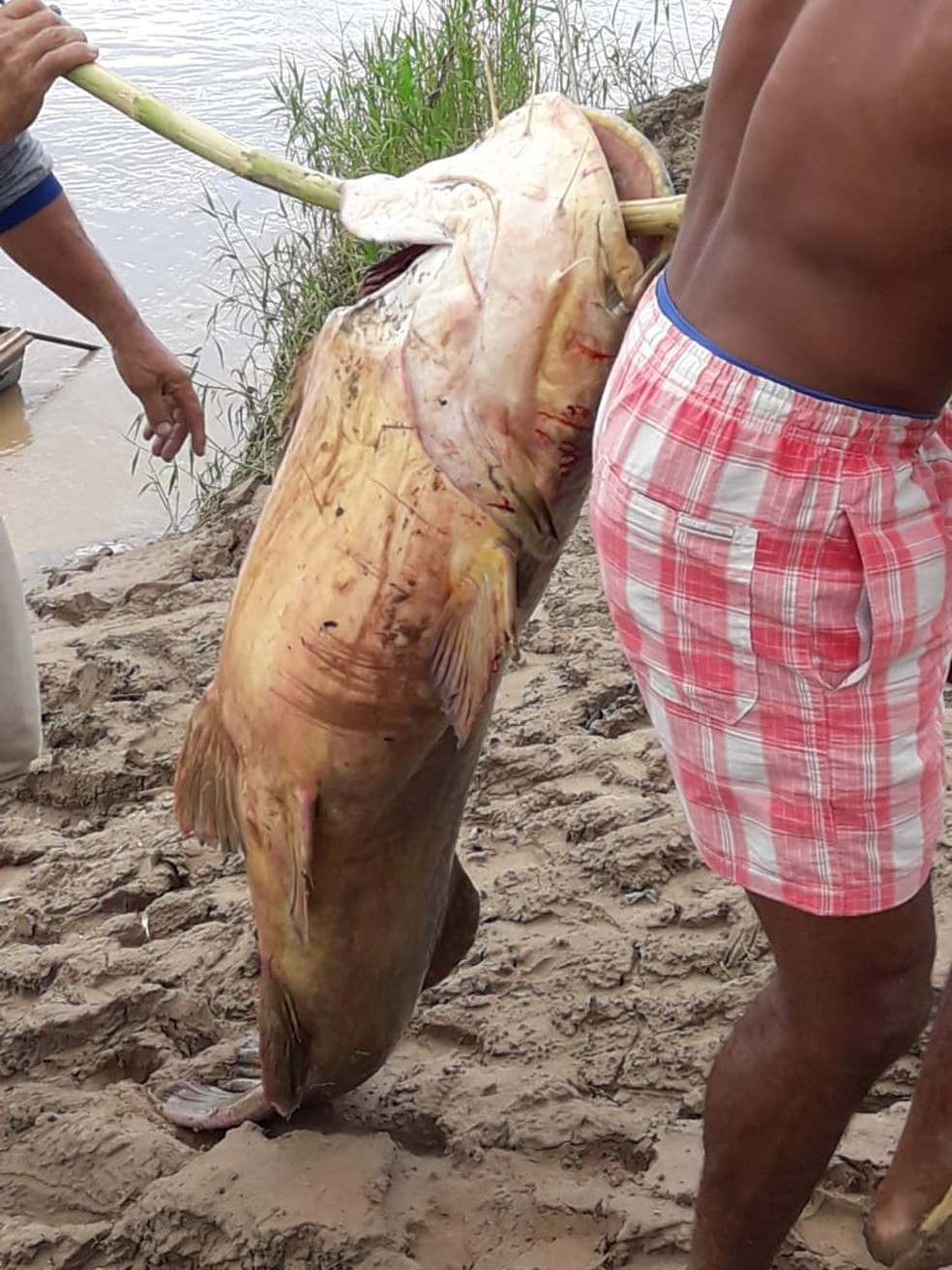 Ele conta que o jundiá açu estava sendo perseguido por um boto cor-de-rosa — Foto: Guarsonio Melo/Arquivo pessoal 