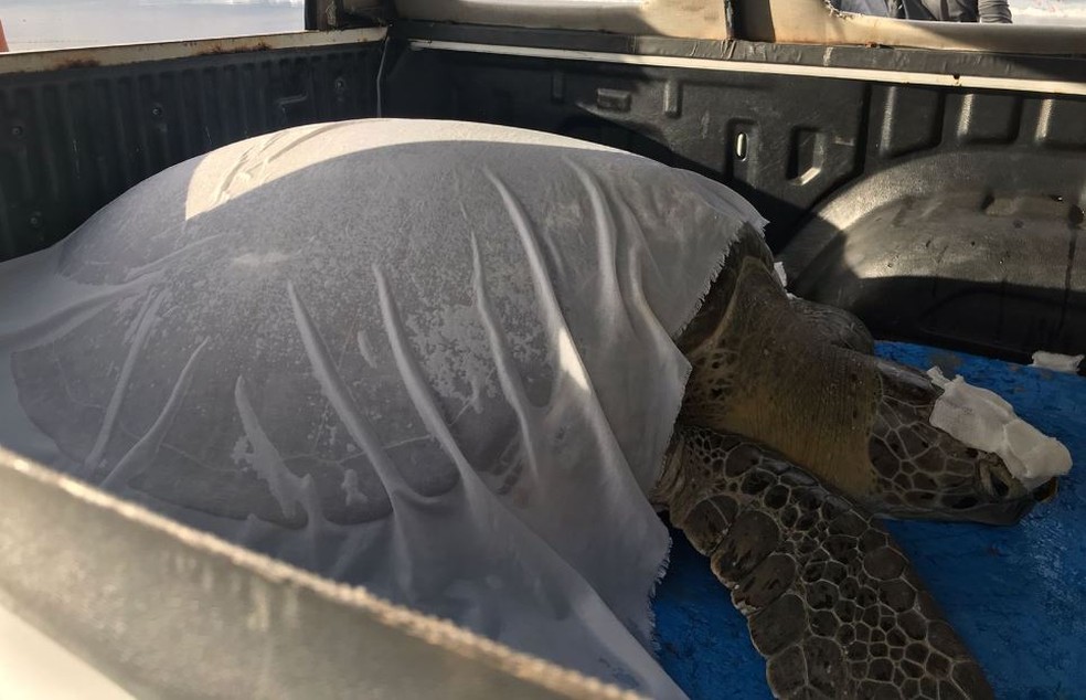 Tartaruga-verde fêmea,  de 148,4 quilos, que apresentava traumatismo craniano, estava em tratamento no Centro de Reabilitação de Fauna Marinha, do Projeto Cetáceos, mas não resistiu aos ferimentos. — Foto: PCCB/ Divulgação