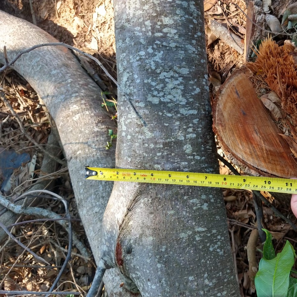 Supressão de árvores foi constatada em propriedade rural em Alfredo Marcondes — Foto: Polícia Ambiental