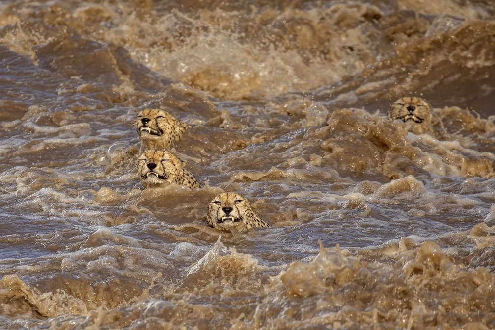 Cinco guepardos tentam atravessar um rio  — Foto: Buddhilini de Soyza / TNC Photo Contest 2021
