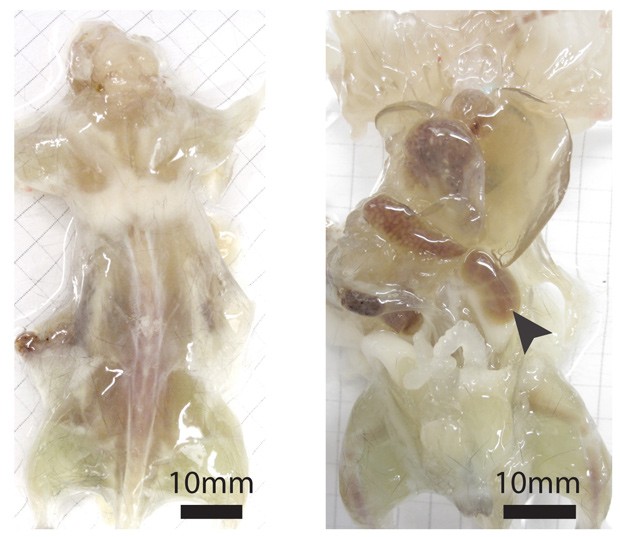  Foto mostra camundongo com pele removida durante procedimento para torná-lo transparente (Foto:  AP Photo/Cell, Yang et al)