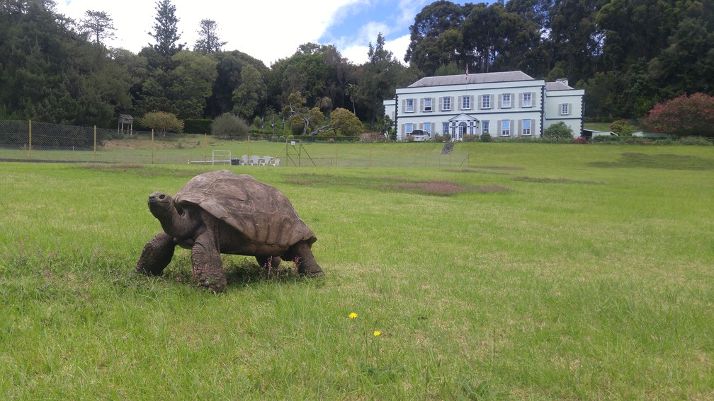 Tartaruga Jonathan em frente a Plantation House — Foto: Kevstan/CC BY-SA 4.0