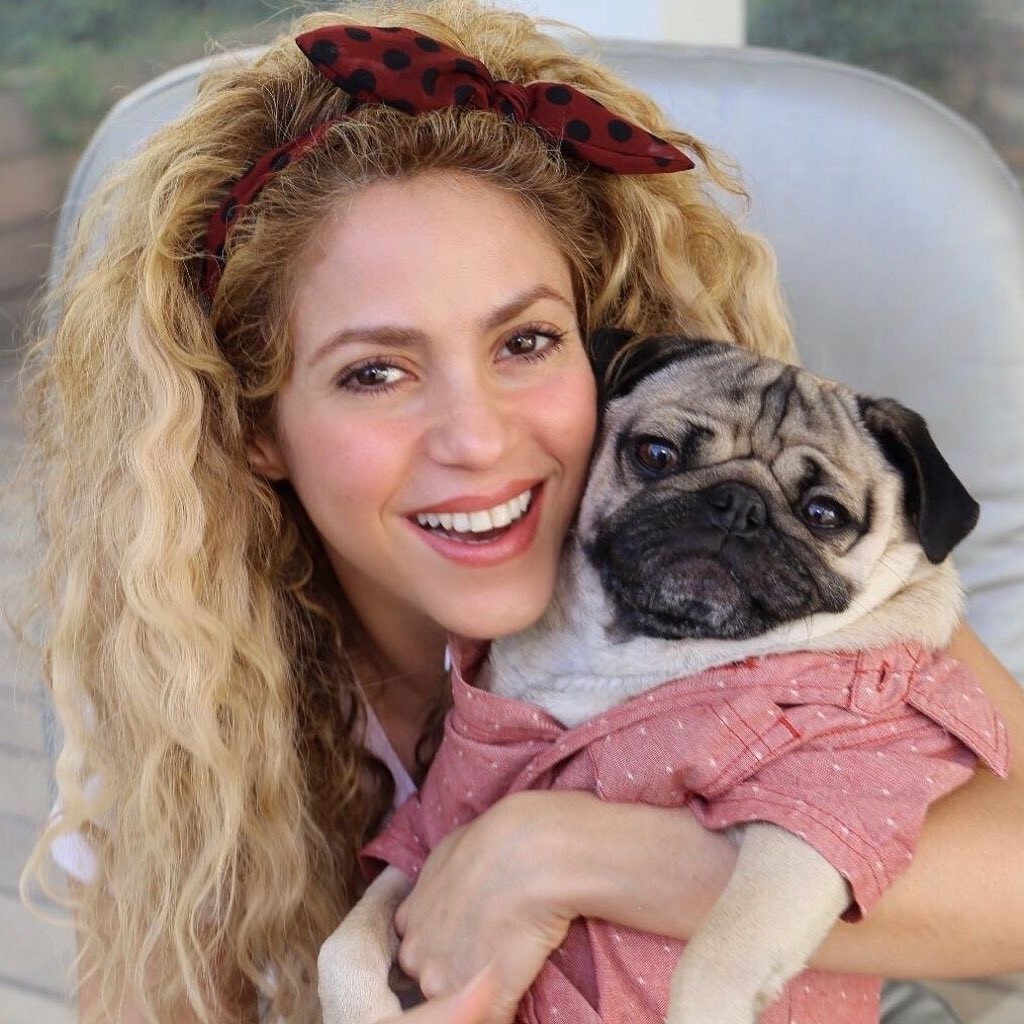 A cantora Shakira com o pug Doug (Foto: Reprodução / Instagram)