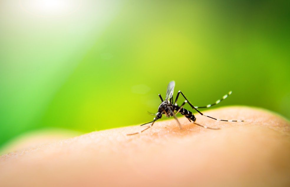 Combater a proliferação do mosquito Aedes aegypti é fundamental para reduzir as infecções — Foto: Getty Images