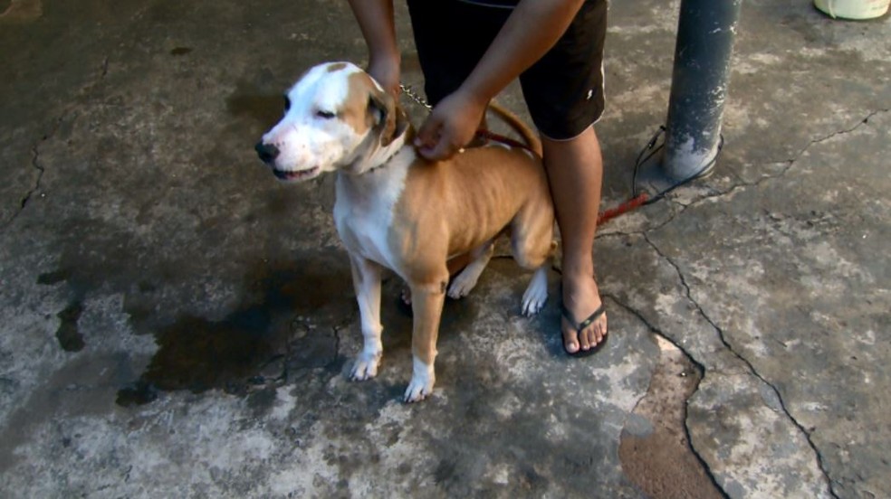 O pit bull Roque atacou um homem de 54 anos em Ribeirão Preto, SP (Foto: Luciano Tolentino/EPTV)