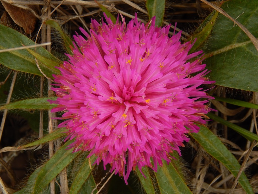 As lindas flores da savana mais rica do mundo no “quintal” brasileiro ...