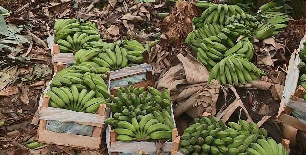 Produtora perde 90% de produção de banana, o que sobrou, ela guardou em caixotes, no ES — Foto: Matheus Martins/ TV Gazeta