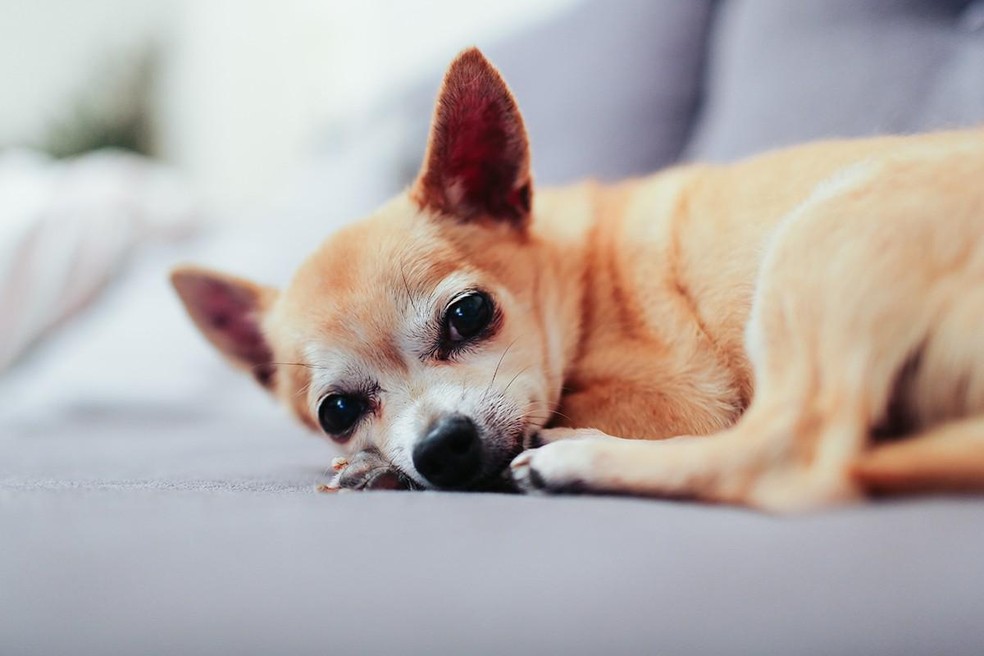 O chihuahua é a menor raça do planeta e também a que possui maior expectativa de vida — Foto: Unsplash/ Alicia Gauthier/ Creative Commons