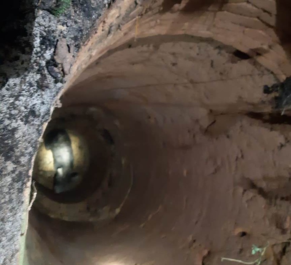 Porco cai em poço e mobiliza bombeiros em Mairinque  — Foto: Arquivo Pessoal