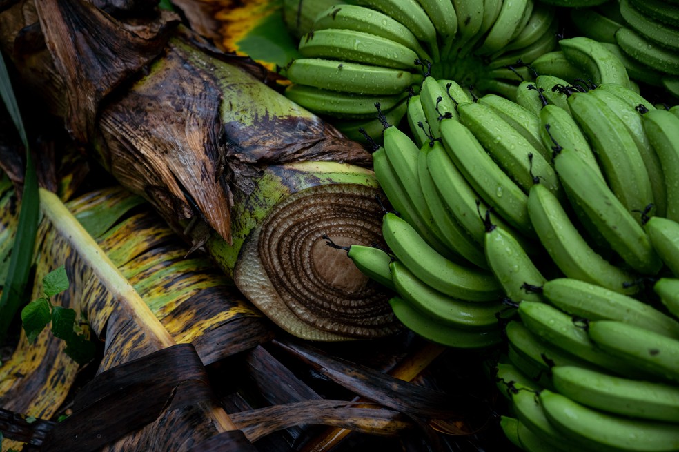 Bananeira mãe usada para adubo após ter sido cortada — Foto: Marcelo Brandt / g1