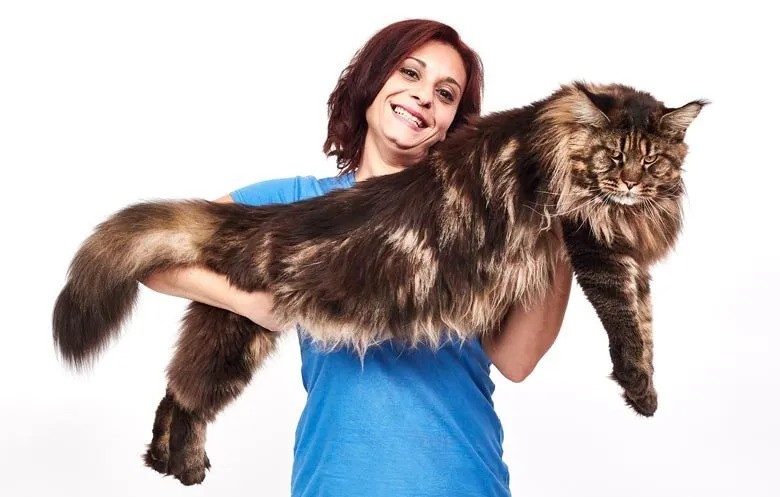 Barivel, o gato italiano considerado como o mais longo do mundo (Foto: GWR / Reprodução)