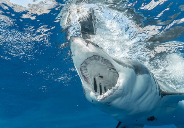 Medo de tubarões cresce no litoral paulista (Foto: Mile Ribeiro/Pexels)
