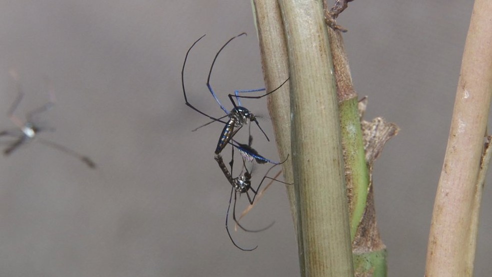 Especialistas têm diferentes teses sobre migração do vírus da febre amarela  (Foto:  Josué Damacena/IOC/Fiocruz)