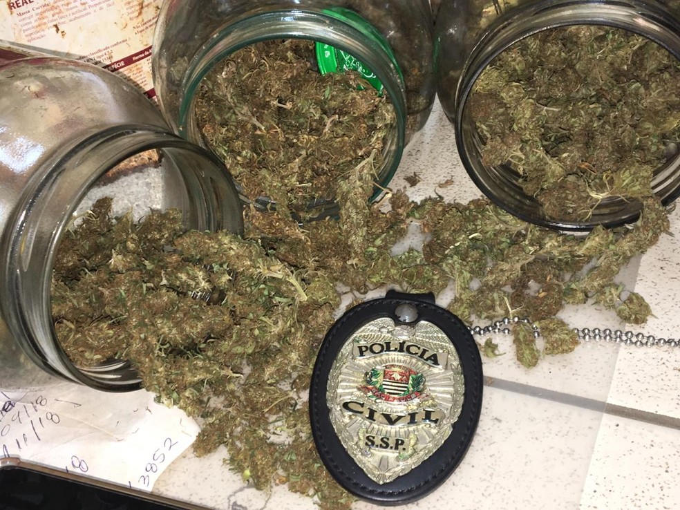 Pés de maconha e porções de droga foram encontradas em Avaré; pedreiro foi preso — Foto: Polícia Civil/Divulgação