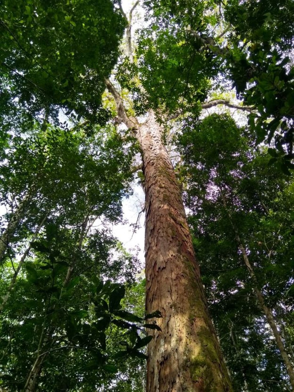 As árvores gigantes localizadas na Amazônia são conhecidas conhecidas como Angelim Vermelho e têm diâmetros que variaram de 2 a 3 metros — Foto: Divulgação/Jhonathan dos Santos