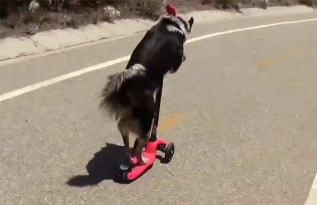 Entre os truques mostrados na gravação, cachorro até desceu rua de patinete (Foto: Reprodução/YouTube/Omar Muller)