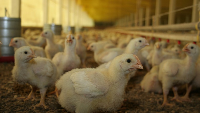 aves-frangos-corte-carne-galinha (Foto: Ricardo Padue/Ed. Globo)