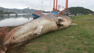 Tubarão-baleia é encontrado na baía de Vitória, ES — Foto: Divulgação/Projeto Baleia Jubarte e Instituto Orca