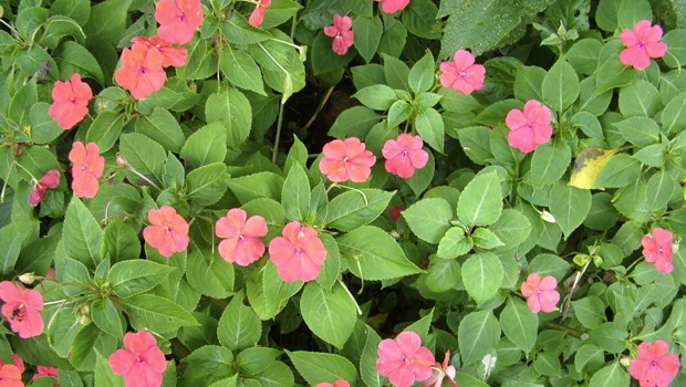 G1 - Maria-sem-vergonha se desenvolve em solo úmido e tem flores coloridas  - notícias em Flora