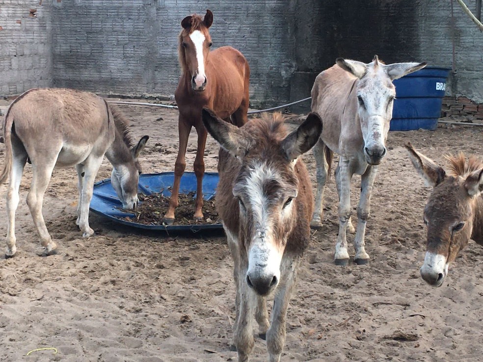 Cachorros, jumentos e porcos: abrigo resgata animais vítimas de abandono e  realiza adoção na Grande Natal | Rio Grande do Norte | G1