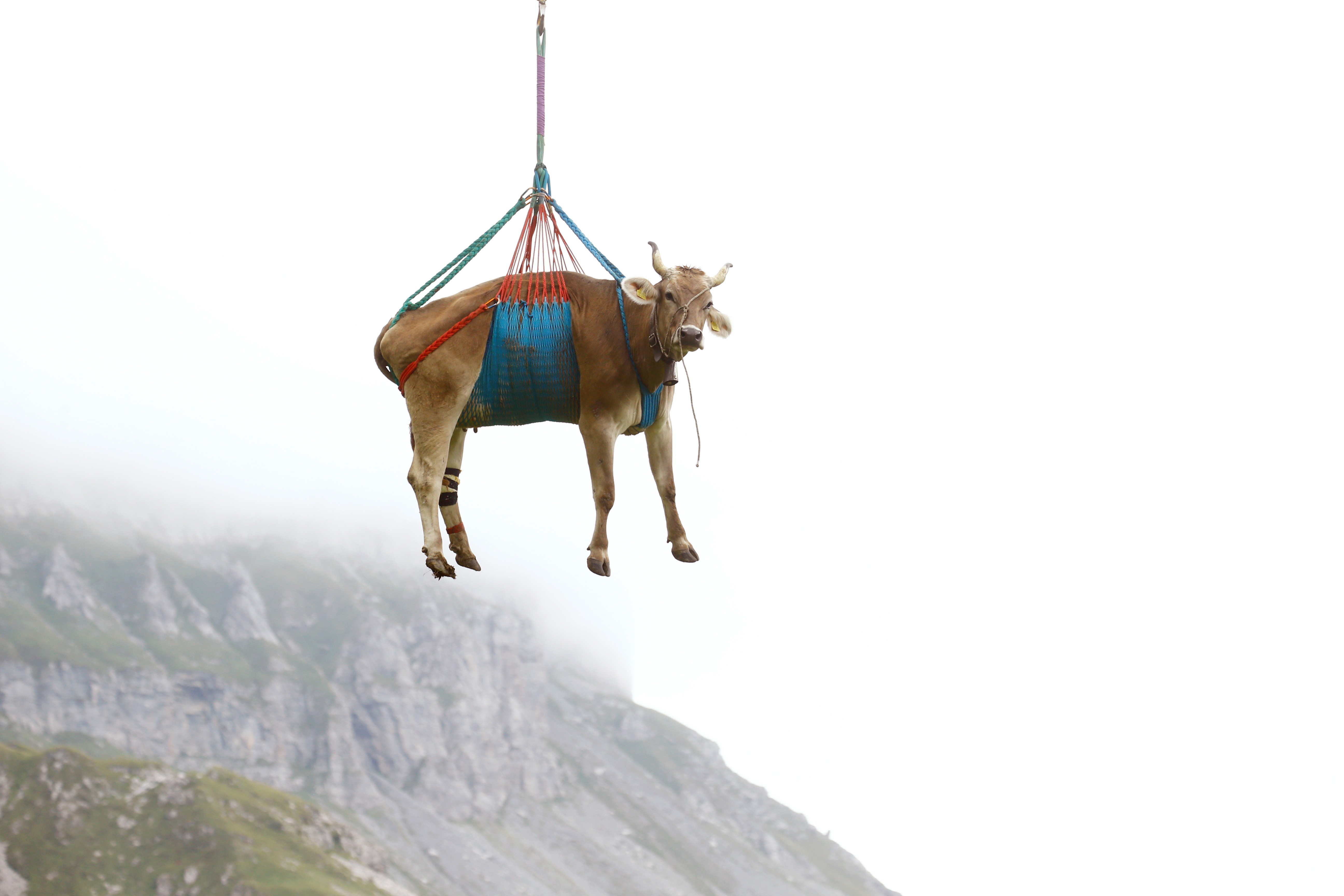 Vacas pegam carona em helicóptero nos Alpes suíços thumbnail