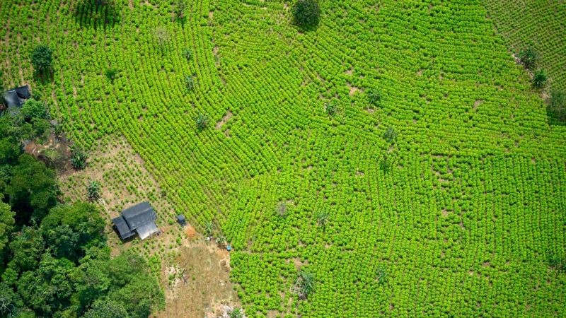 Na Colômbia de hoje, há menos espaço com o plantio de coca. Mas o setor é o mesmo ou até maior do que antes (Foto: Getty Images via BBC)